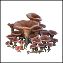 Mycelium Roots